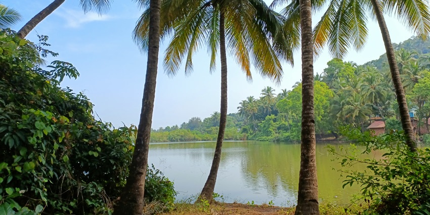 A picture of the scenic Goan backwaters with pine trees and lush greenery