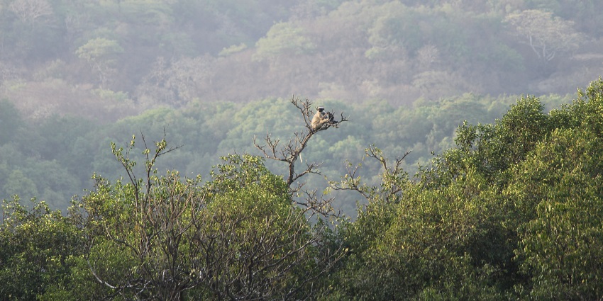 Scenic view of Bhimashankar Wildlife Sanctuary, one of the best things to do in Kanakapura.