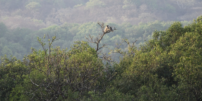 A langoor on a tree at Bhimashankar Wildlife Sanctuary, a must-see for wildlife lovers.