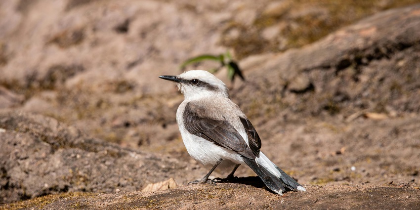 Image of a white-winged snowfinch on rocky terrain - Explore The Ghataprabha Bird Sanctuary