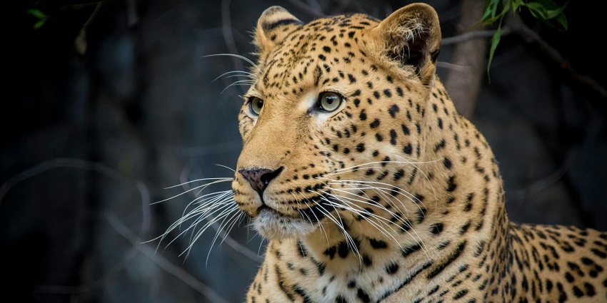 A leopard spotted at the wildlife sanctuary, a top tourist attraction in Madhya Pradesh.