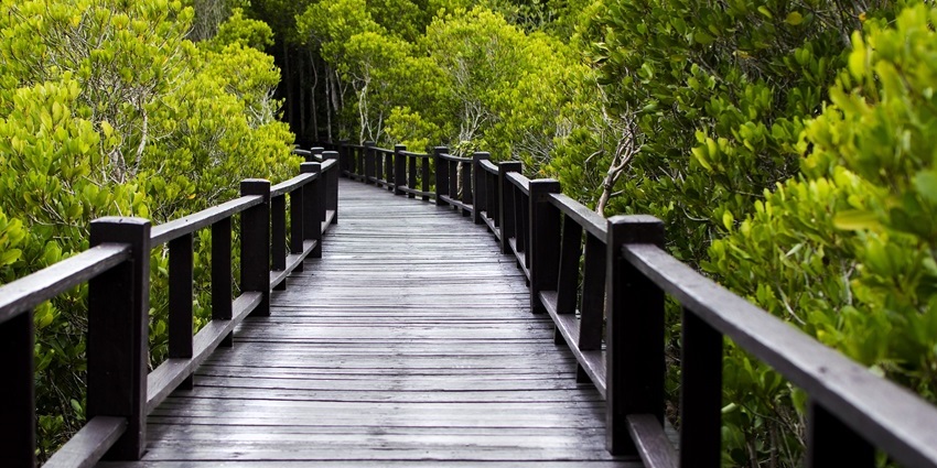 Image of Wood bridge in middle of the Mangrove forest - for walking bridge