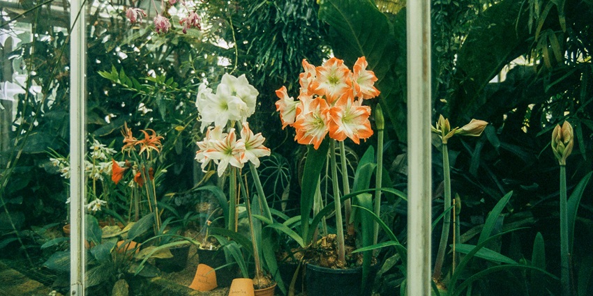 Exploring the vibrant orchidarium is one of the best things to do in Nisargadhama