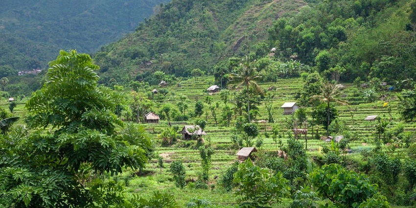 The amazing view of rice fields in Bali with small huts built in between the way.