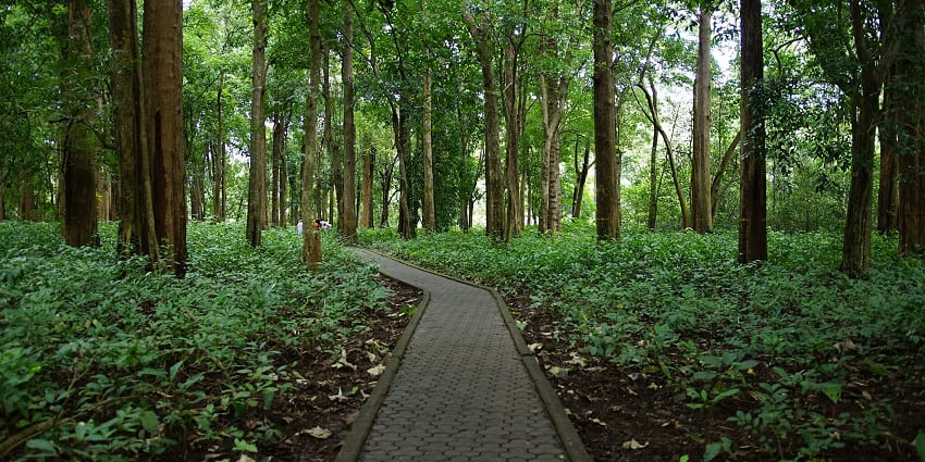 A forest path winding through sandalwood and teak trees