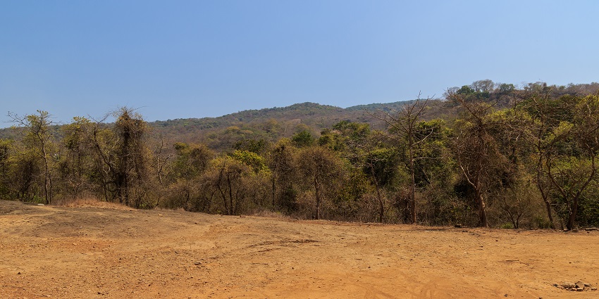 Rich greenery and wildlife at Sanjay Gandhi National Park, one of the best things to see in Thane.