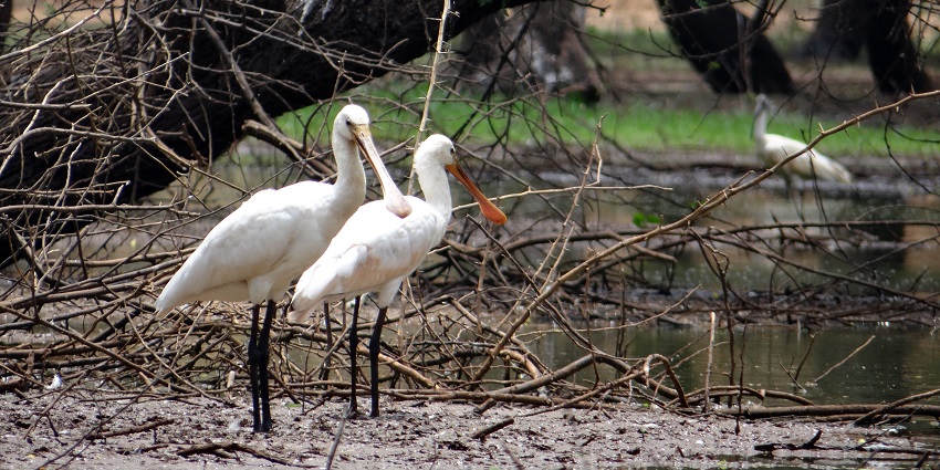 Explore Tungareshwar Wildlife Sanctuary, one of the best things to do in Vasai.