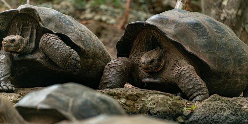 An image of exotic wildlife in Sumatra island showcasing biodiversity.