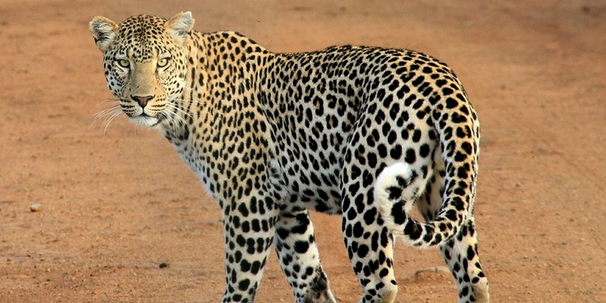 Explore wildlife at Bheemeshwari Sanctuary and capture some unforgettable memories.