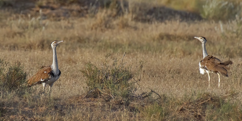 Great Indian Bustard Sanctuary protects endangered species in a vast habitat.