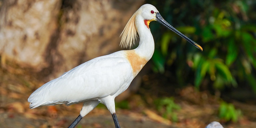 Birdwatching at Ranganathittu Bird Sanctuary, the best thing to do in Srirangapatna