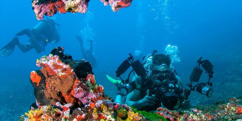 A glimpse of a person exploring the underwater world decked with exotic marine life.