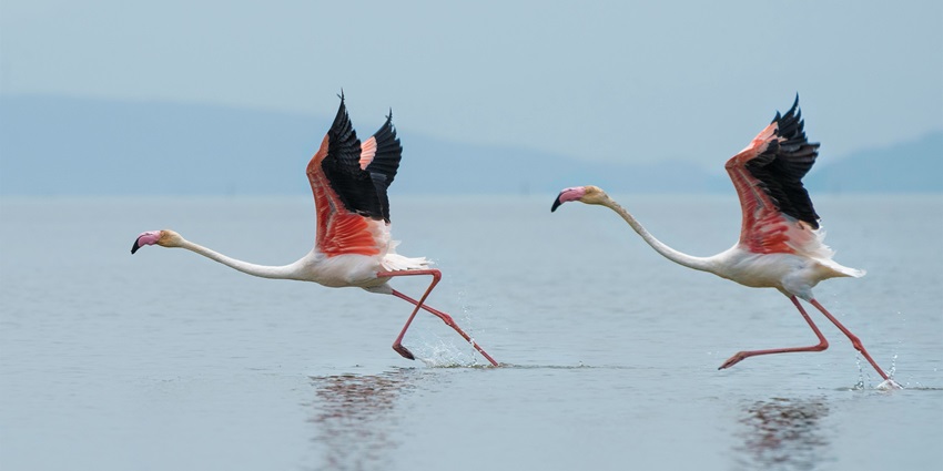 An image of a flamingo standing in water at Flamingo Point, one of the places to visit in Malshej Ghat.