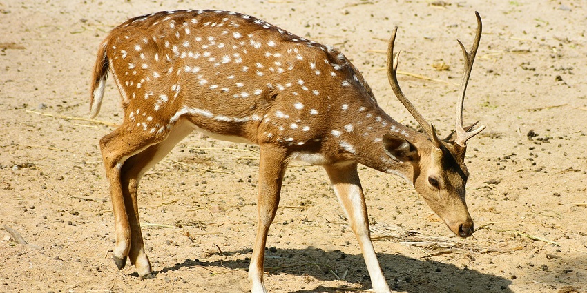 A beautiful view of the wildlife present at Fossil National Park in Madhya Pradesh.