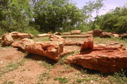 An image of the unique fossil formations at Fossil National Park showcasing ancient trees.