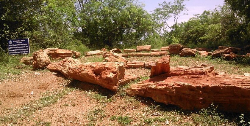 An image of the unique fossil formations at Fossil National Park showcasing ancient trees.