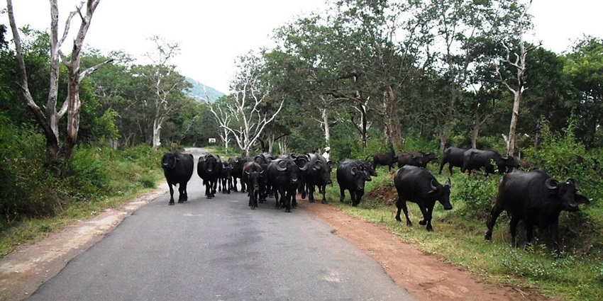 A picture of a rugged Jeep safari path through Masinagudi’s dense forest