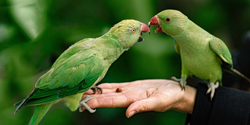 An image of parrots on a person's hand in a Fundera park setting, a unique attraction.