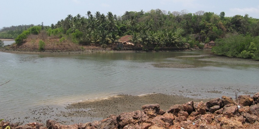 Lush mangrooves on the rocky shores of the beach