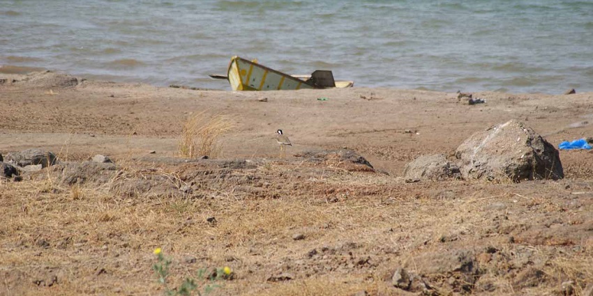 A bird near the backwaters, a boat in the background at Gangapur Dam near Nashik
