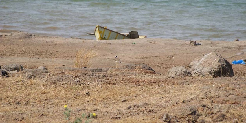A bird near the backwaters, a boat in the background at Gangapur Dam near Nashik.