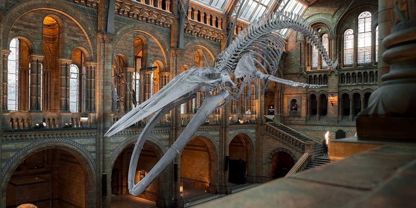 An inside view of the Gass Forest Museum, a popular tourist attraction of the region.