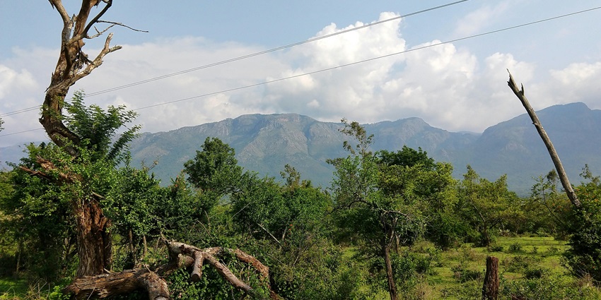 View inside Gautala Autramghat Wildlife Sanctuary, showing the dense forests