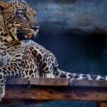 A glimpse of a fierce leopard spotted sitting on a table surrounded by majestic caves.