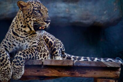 A glimpse of a fierce leopard spotted sitting on a table surrounded by majestic caves.