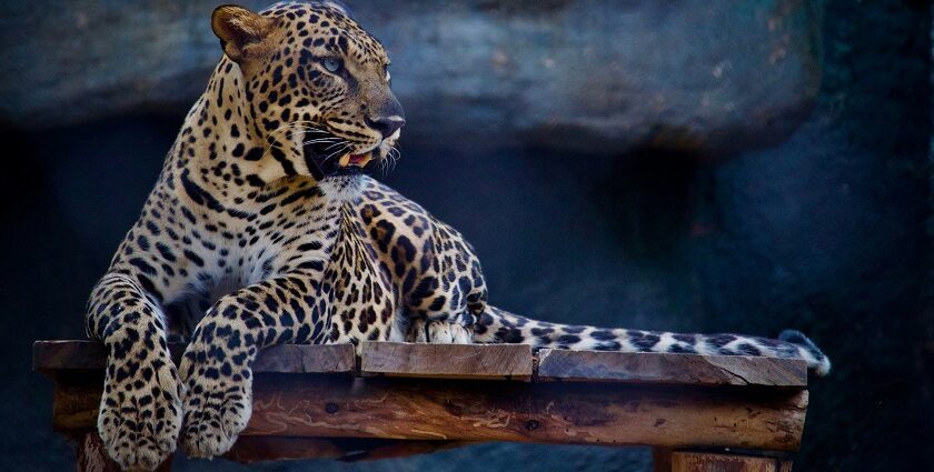 A glimpse of a fierce leopard spotted sitting on a table surrounded by majestic caves.