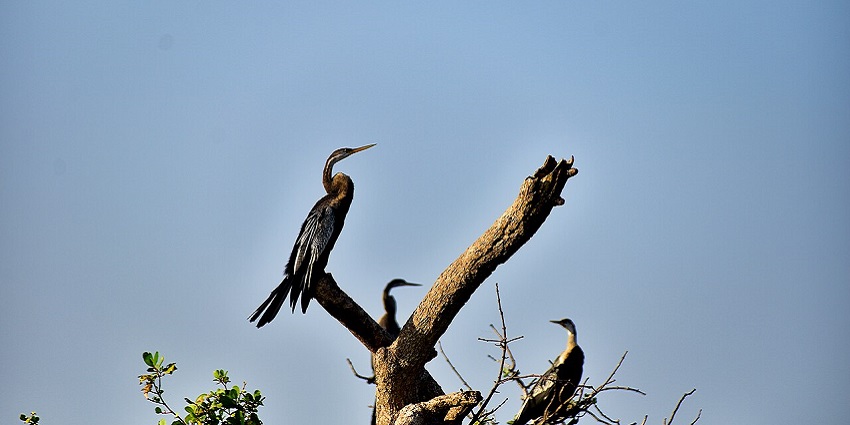 An image of birdwatching, the diverse species that are the best things to see in Pichavaram