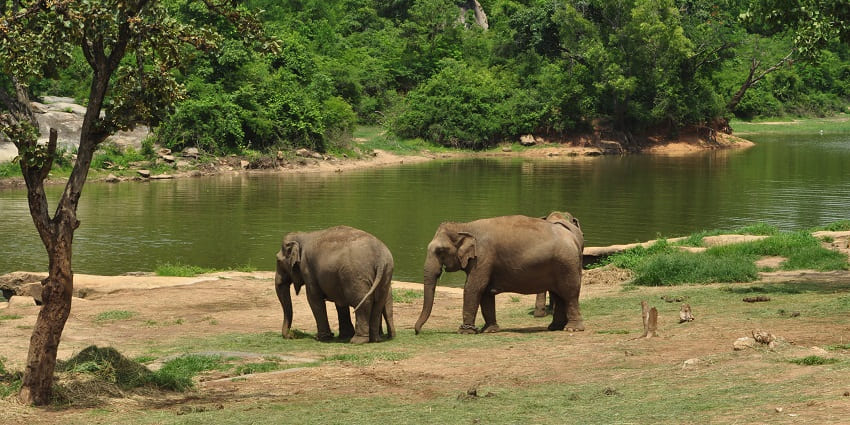 Explore Bannerghatta National Park - one of the best things to do in Bangalore with family.