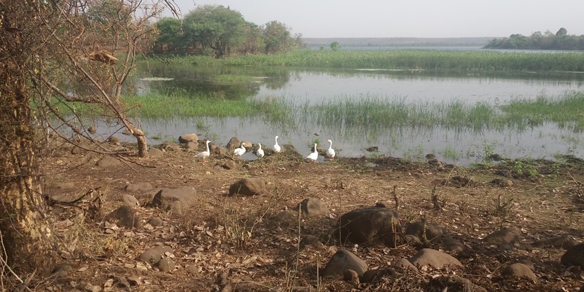 Gorewada Lake with the name of the lake visible from behind near the outskirts of Nagpur.