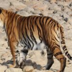 Majestic tiger roaming in the wild at Gorewada Zoo, Nagpur's wildlife treasure!