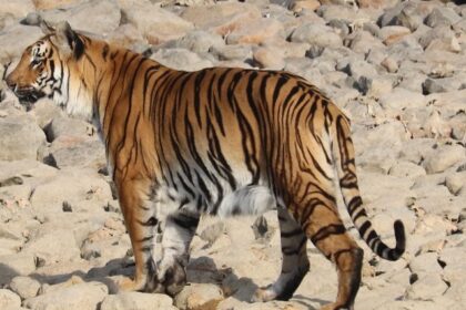 Majestic tiger roaming in the wild at Gorewada Zoo, Nagpur's wildlife treasure!