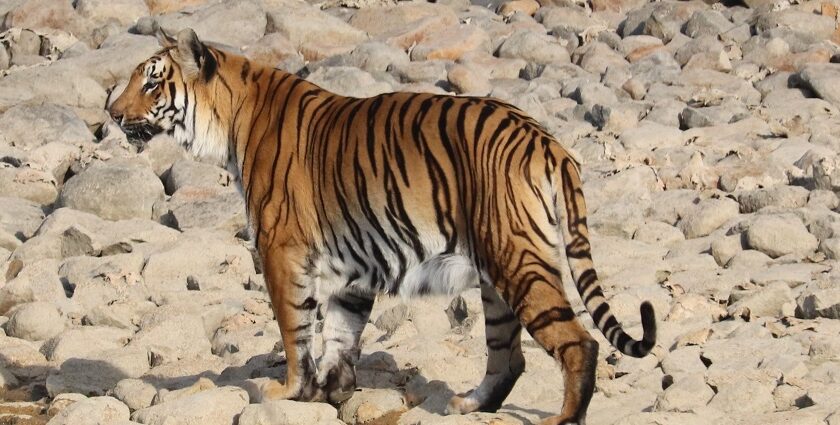 Majestic tiger roaming in the wild at Gorewada Zoo, Nagpur's wildlife treasure!