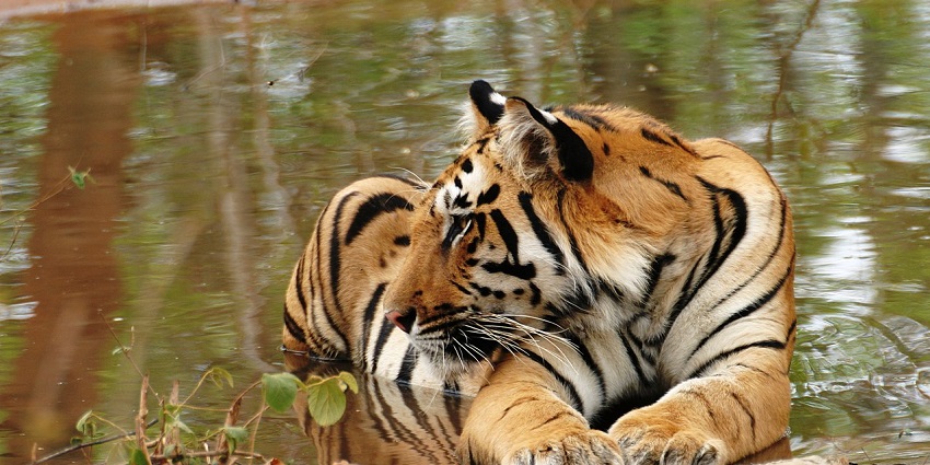 A tiger exhibiting the wildlife experience at Gorewada Zoo.