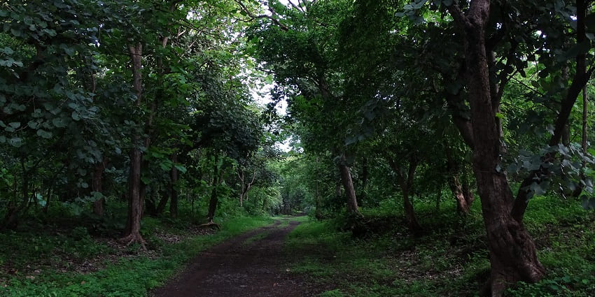 The dense forests in the Gugamal National Park are worth visiting.