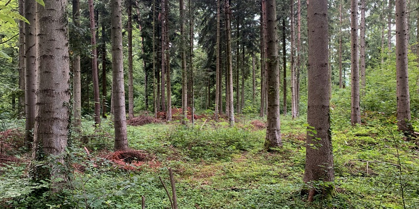 One of the places to visit in Hoskote is Gottipura Research Forest, a lush green reserve ideal for nature walks.