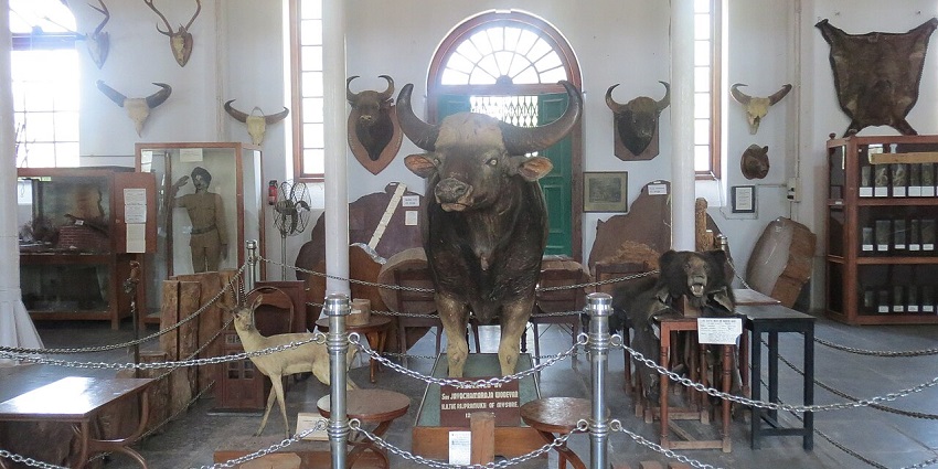 A fascinating collection at the Government Museum near Jalakandeswarar Temple.
