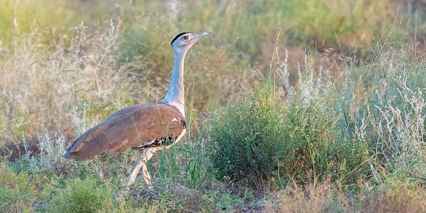 Graceful Great Indian bustards roaming freely in their natural habitat sanctuary.