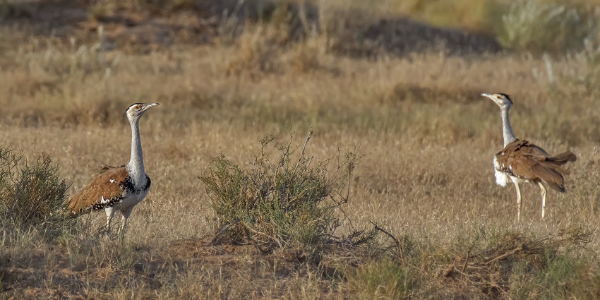 Bustard Sanctuary entrance, a popular place near Solapur Bhuikot Fort, for nature lovers.