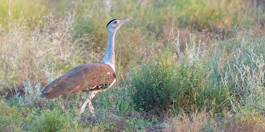 Explore the a diverse range of wildlife on your visit to Great Indian Bustard Sanctuary.
