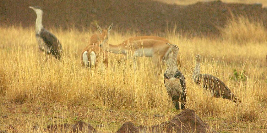 The endangered Great Indian Bustard in its natural habitat