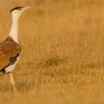 View of a Indian bustard in the Great Indian bustard wildlife sanctuary