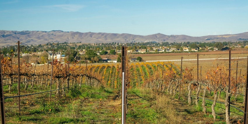 The Grover Zampa Vineyards, one of the famous places to visit near Chikkaballapur.
