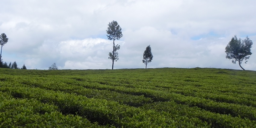 A picture of the lush green Gudalur Tea Estate, one of the best places to visit in Gudalur