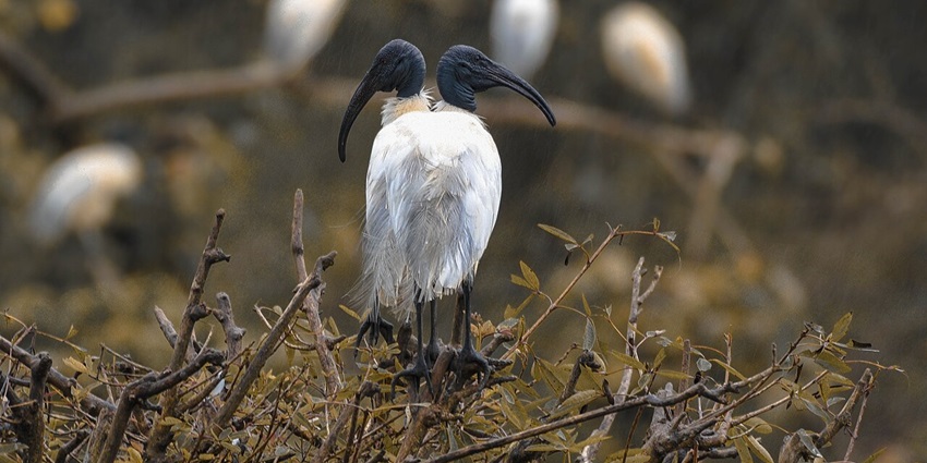 Ibis in the monsoon rain in the scenic Gudavi Bird Sanctuary