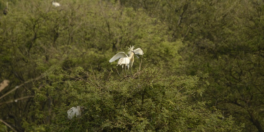 Gudavi Bird Sanctuary offers diverse birdlife and serene natural surroundings await.