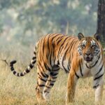 A breathtaking view of a tiger in Gugamal National Park, showcasing its rich biodiversity.